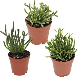 ReptiFauna Assorted Rhipsalis Desert Plant, 2-in Pot, 3 count