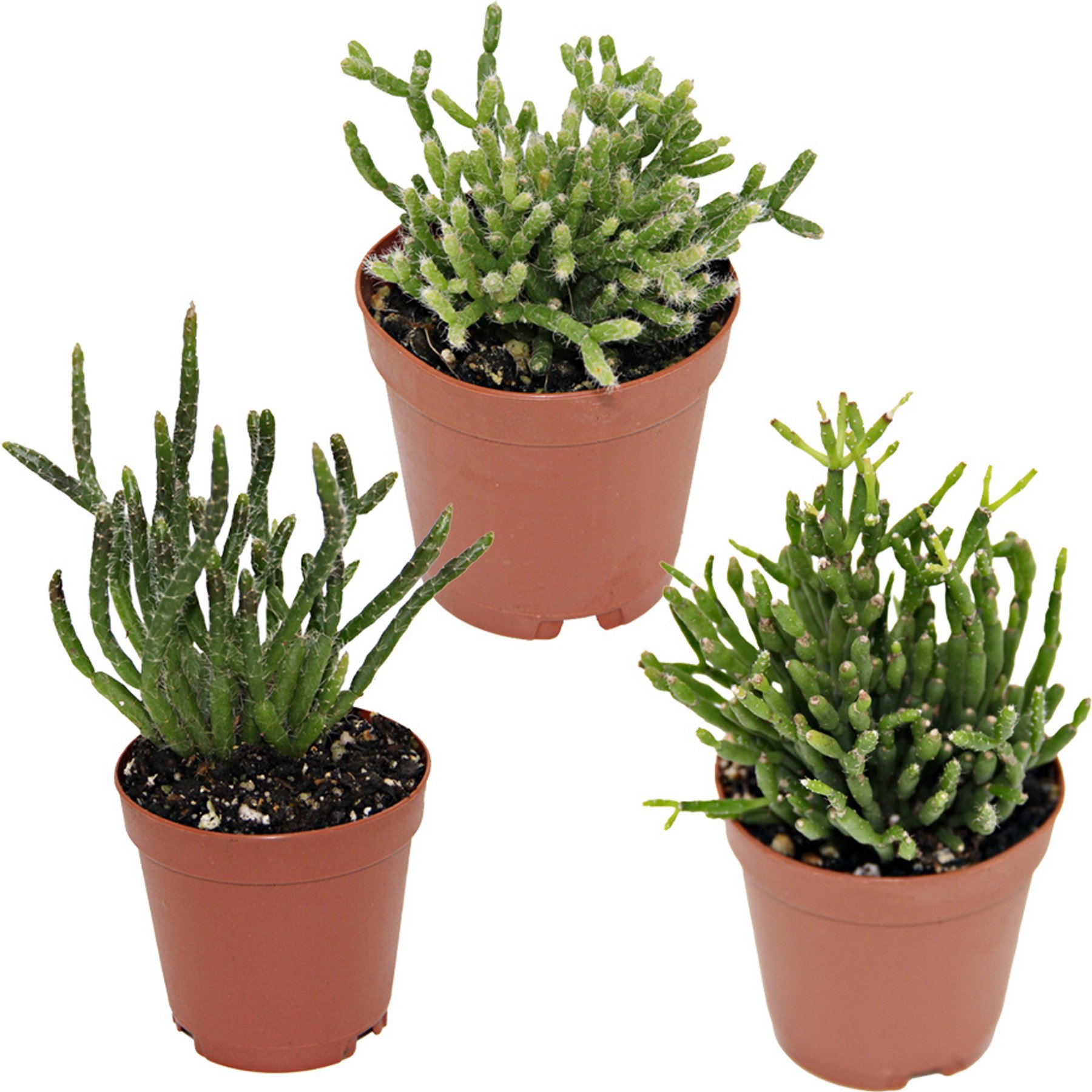 ReptiFauna Assorted Rhipsalis Desert Plant, 2-in Pot, 3 count
