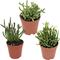 Show in main carousel: ReptiFauna Assorted Rhipsalis Desert Plant, 2-in Pot, 3 count slide 1 of 9