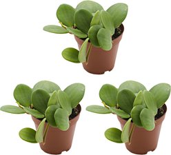 ReptiFauna Hope Peperomia Tropical Plant, 2-in Pot, 3 count