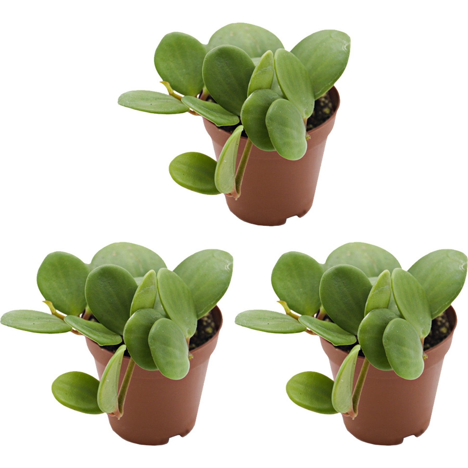 ReptiFauna Hope Peperomia Tropical Plant, 2-in Pot, 3 count