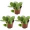 Show in main carousel: ReptiFauna Hope Peperomia Tropical Plant, 2-in Pot, 3 count slide 1 of 5