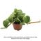 Show in main carousel: ReptiFauna Hope Peperomia Tropical Plant, 2-in Pot, 3 count slide 3 of 5