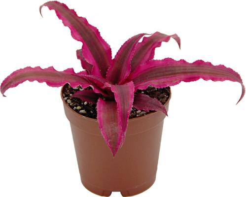 Show full view: ReptiFauna Assorted Cryptanthus Tropical Plant, 2-in Pot, 3 count slide 5 of 9