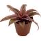 Show in main carousel: ReptiFauna Assorted Cryptanthus Tropical Plant, 2-in Pot, 3 count slide 7 of 9
