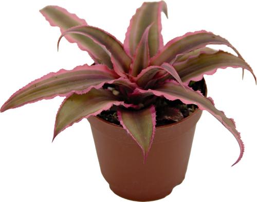 Show full view: ReptiFauna Assorted Cryptanthus Tropical Plant, 2-in Pot, 3 count slide 7 of 9