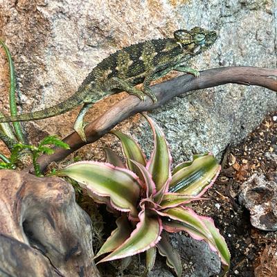 Show full view: ReptiFauna Assorted Cryptanthus Tropical Plant, 2-in Pot, 3 count slide 3 of 9