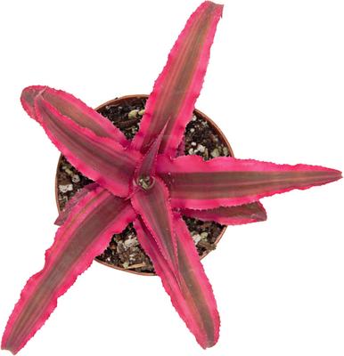 Show full view: ReptiFauna Assorted Cryptanthus Tropical Plant, 2-in Pot, 3 count slide 6 of 9