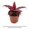 Show in main carousel: ReptiFauna Assorted Cryptanthus Tropical Plant, 2-in Pot, 3 count slide 2 of 9