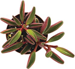 ReptiFauna Ruby Peperomia Tropical Plant, 2-in Pot, 3 count slide 2 of 6