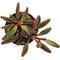 Show in main carousel: ReptiFauna Ruby Peperomia Tropical Plant, 2-in Pot, 3 count slide 5 of 6