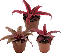 ReptiFauna Assorted Cryptanthus Tropical Plant, 2-in Pot, 3 count