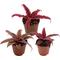 Show in main carousel: ReptiFauna Assorted Cryptanthus Tropical Plant, 2-in Pot, 3 count slide 1 of 9