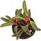 Show in main carousel: ReptiFauna Ruby Peperomia Tropical Plant, 2-in Pot, 3 count slide 4 of 6
