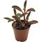 Show in main carousel: ReptiFauna Ruby Peperomia Tropical Plant, 2-in Pot, 3 count slide 6 of 6