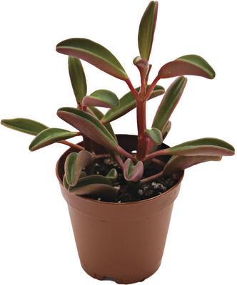 Show full view: ReptiFauna Ruby Peperomia Tropical Plant, 2-in Pot, 3 count slide 6 of 6