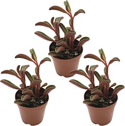ReptiFauna Ruby Peperomia Tropical Plant, 2-in Pot, 3 count