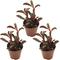 Show in main carousel: ReptiFauna Ruby Peperomia Tropical Plant, 2-in Pot, 3 count slide 1 of 6