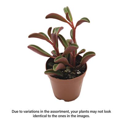 Show full view: ReptiFauna Ruby Peperomia Tropical Plant, 2-in Pot, 3 count slide 3 of 6