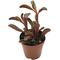 Show in main carousel: ReptiFauna Ruby Peperomia Tropical Plant, 2-in Pot, 3 count slide 2 of 6
