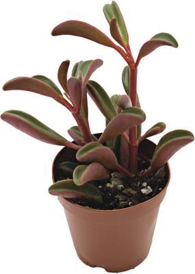 Show full view: ReptiFauna Ruby Peperomia Tropical Plant, 2-in Pot, 3 count slide 2 of 6