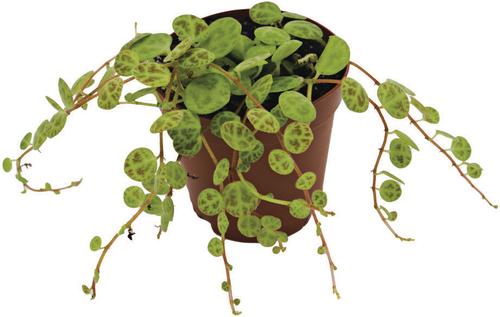 Show full view: ReptiFauna String of Turtles Peperomia Tropical Plant, 2-in Pot, 3 count slide 4 of 7