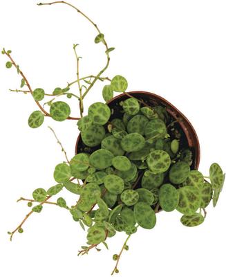 Show full view: ReptiFauna String of Turtles Peperomia Tropical Plant, 2-in Pot, 3 count slide 3 of 7