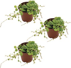 ReptiFauna String of Turtles Peperomia Tropical Plant, 2-in Pot, 3 count