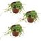 Show in main carousel: ReptiFauna String of Turtles Peperomia Tropical Plant, 2-in Pot, 3 count slide 1 of 7