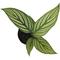 Show in main carousel: ReptiFauna Assorted Calathea Tropical Plant, 2-in Pot, 3 count slide 7 of 9