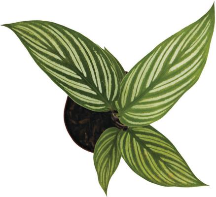 Show full view: ReptiFauna Assorted Calathea Tropical Plant, 2-in Pot, 3 count slide 7 of 9