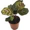 Show in main carousel: ReptiFauna Assorted Calathea Tropical Plant, 2-in Pot, 3 count slide 9 of 9
