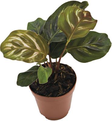 Show full view: ReptiFauna Assorted Calathea Tropical Plant, 2-in Pot, 3 count slide 9 of 9