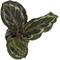 Show in main carousel: ReptiFauna Assorted Calathea Tropical Plant, 2-in Pot, 3 count slide 3 of 9