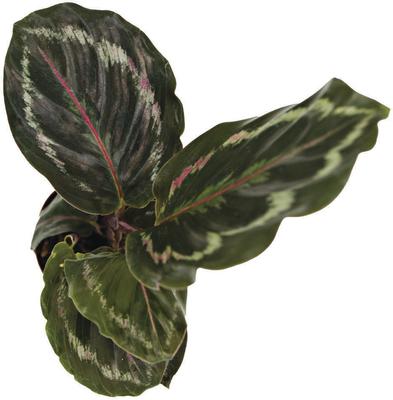 Show full view: ReptiFauna Assorted Calathea Tropical Plant, 2-in Pot, 3 count slide 3 of 9