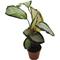 Show in main carousel: ReptiFauna Assorted Calathea Tropical Plant, 2-in Pot, 3 count slide 4 of 9