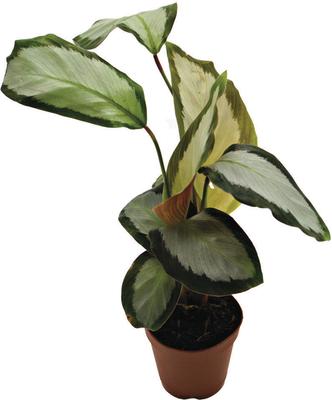 Show full view: ReptiFauna Assorted Calathea Tropical Plant, 2-in Pot, 3 count slide 4 of 9