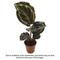 Show in main carousel: ReptiFauna Assorted Calathea Tropical Plant, 2-in Pot, 3 count slide 2 of 9