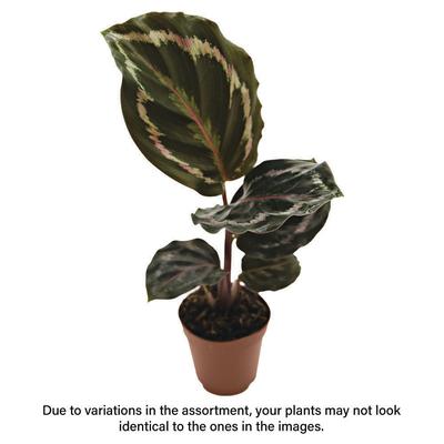 Show full view: ReptiFauna Assorted Calathea Tropical Plant, 2-in Pot, 3 count slide 2 of 9