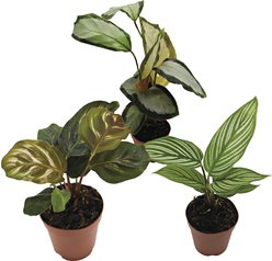 ReptiFauna Assorted Calathea Tropical Plant, 2-in Pot, 3 count