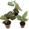 Show in main carousel: ReptiFauna Assorted Calathea Tropical Plant, 2-in Pot, 3 count slide 1 of 9