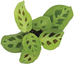ReptiFauna Maranta Tropical Plant, 2-in Pot, 3 count slide 2 of 7