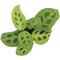 Show in main carousel: ReptiFauna Maranta Tropical Plant, 2-in Pot, 3 count slide 7 of 8