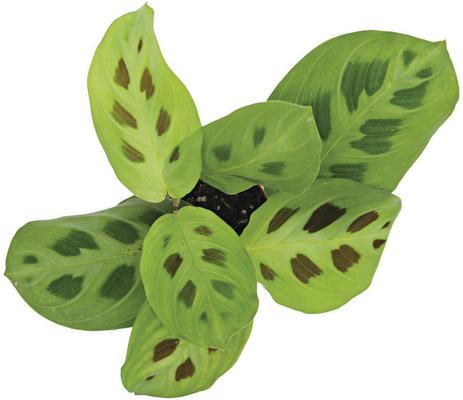 Show full view: ReptiFauna Maranta Tropical Plant, 2-in Pot, 3 count slide 7 of 8