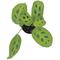 Show in main carousel: ReptiFauna Maranta Tropical Plant, 2-in Pot, 3 count slide 6 of 8