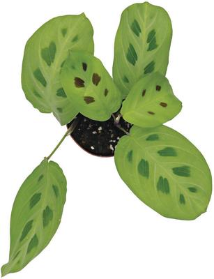 Show full view: ReptiFauna Maranta Tropical Plant, 2-in Pot, 3 count slide 6 of 8