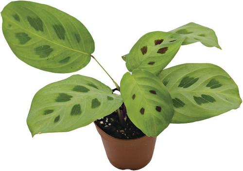Show full view: ReptiFauna Maranta Tropical Plant, 2-in Pot, 3 count slide 5 of 8