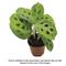 Show in main carousel: ReptiFauna Maranta Tropical Plant, 2-in Pot, 3 count slide 2 of 8