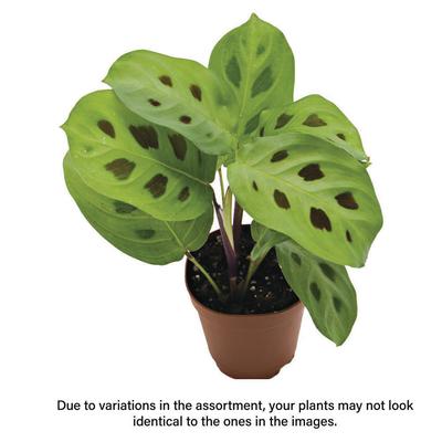 Show full view: ReptiFauna Maranta Tropical Plant, 2-in Pot, 3 count slide 2 of 8