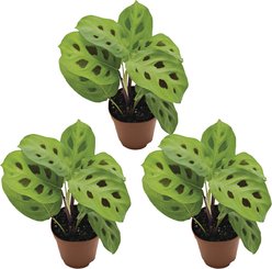 ReptiFauna Maranta Tropical Plant, 2-in Pot, 3 count